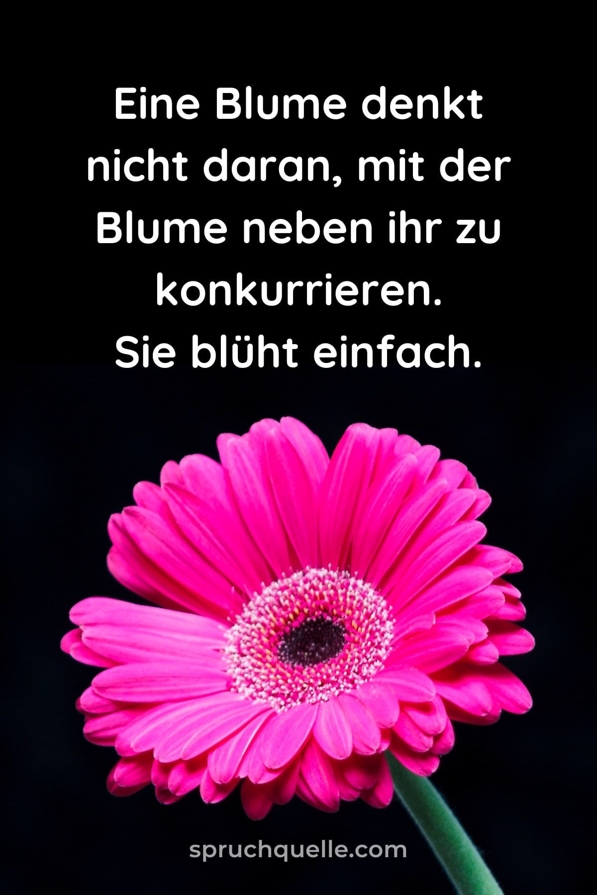 Zen Shin Rosa Blütenblatt mit inspirierendem Text über Konkurrenz und Blühen