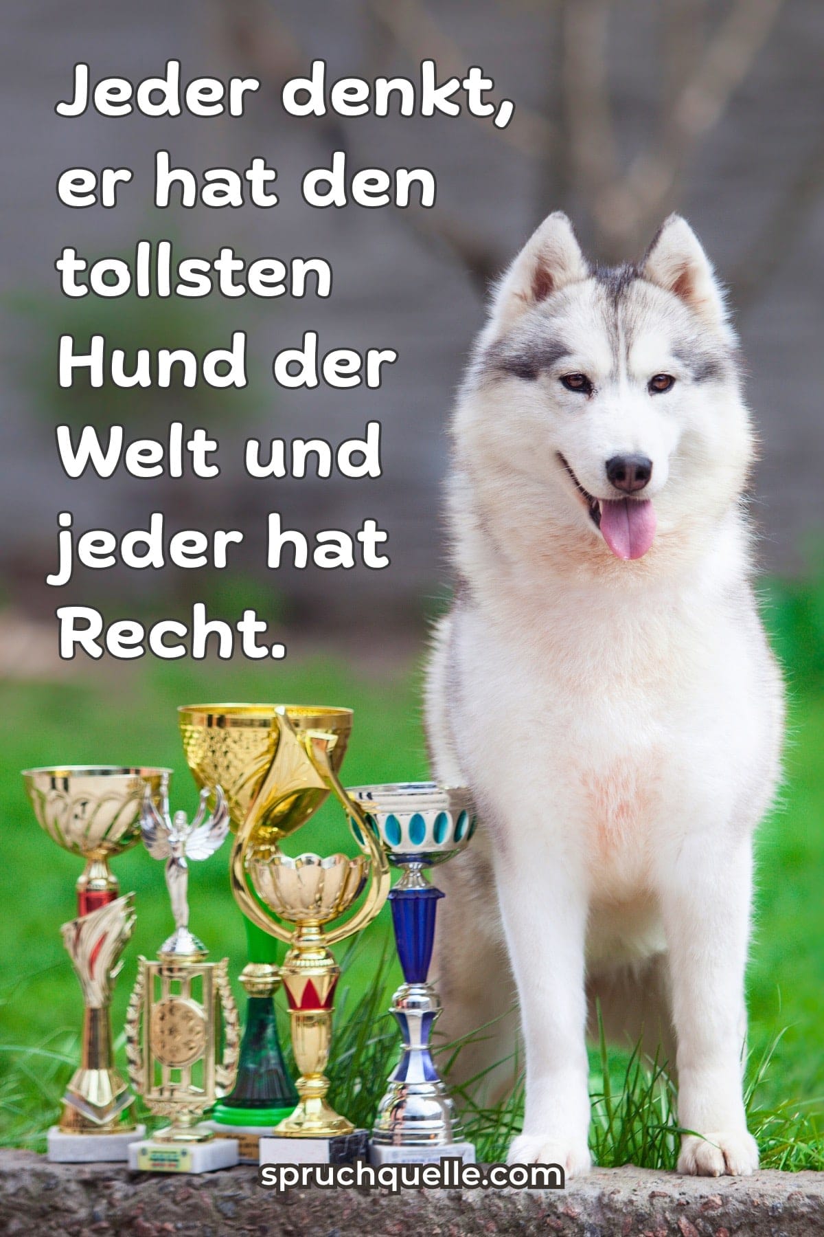Ein Husky umgeben von Trophäen im Gras, mit inspirierendem Text
